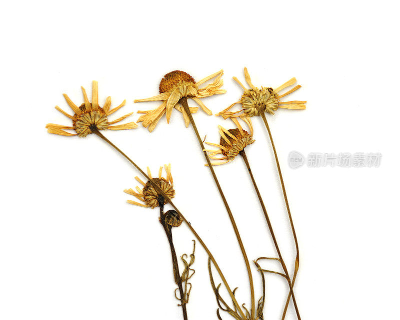 洋甘菊干(Matricaria chamomilla L.)